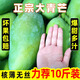 速發(fā)正宗特大青芒果9斤新鮮水果越南大青芒果熱帶純甜金煌整箱 商超果王丨單果1.2斤+ 香甜味濃 9斤【JD/順豐送上門】