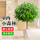 行湘平安樹盆栽大型綠植新房植物 平安樹1-1.2米+菱形樹脂盆 源頭直發(fā)