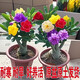重瓣沙漠玫瑰盆栽花苗老樁植物四季花卉綠室內(nèi)陽臺小盆景好養(yǎng)易活 精品混色8年苗【發(fā)兩盆】原盆原土【當(dāng)年開花爆盆+肥