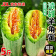 感光之水山東羊角蜜甜瓜 脆甜多汁當季現(xiàn)摘頭茬脆甜蜜瓜新鮮水果香瓜 蔬菜 精選羊角蜜凈重5斤裝