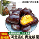 鑫果滋【老樹(shù)果】青龍板栗新鮮 河北燕山青龍油粟包粽子遷西老樹(shù)生栗子 【老樹(shù)大果】（40-45粒/斤) 3斤 袋裝 彩箱