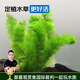 云峰海瑞水草活體懶人草魚缸造景活體水草套餐魚缸水草有莖類中后景真水草 【實惠】-綠菊（5只一組）