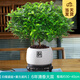 開(kāi)時(shí)果 正宗胡椒木盆栽清香型 桌面植物苗防驅蚊草綠植盆景源頭直發(fā)包郵 【6年大苗】白福瓷盆底托+肥料