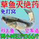 草魚餌料專用小藥泡玉米免打窩料黑坑野釣主攻大草魚狂開口誘食劑 1瓶【狂拉草魚】