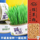 壽禾 貓草種子小麥苗土培罐頭盆栽種植貓零食 貓草種子罐頭 3罐裝 