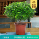 開(kāi)時(shí)果 正宗胡椒木盆栽清香型 桌面植物苗防驅蚊草綠植盆景源頭直發(fā)包郵 【6年大苗】原生盆+肥料