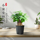京云夢(mèng) 三桿發(fā)財樹(shù)盆栽室內小盆景植物花卉三桿發(fā)財樹(shù)原土源頭直發(fā)