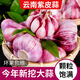 牛愛田 云南新鮮大蒜頭現(xiàn)挖新蒜紫皮大蒜批發(fā)鮮蒜紅皮蒜糖醋濕蒜 4.5- 5斤 果徑30-50mm蒜味十足 自有農(nóng)場
