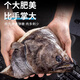亞又婧碟魚(yú)頭冷凍鰈魚(yú)頭超大鴉片魚(yú)頭深海新鮮比目魚(yú)雅片魚(yú)頭蝶魚(yú)頭海鮮 5-6只（200-300g/只） 1.5kg