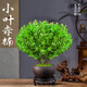 行湘小葉赤楠綠植盆栽室內(nèi)桌面盆景花卉+舍得紫砂盆+塑料圓托源頭直發(fā)