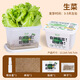 水培植物觀(guān)察盒綠植豆芽容器生長(cháng)種植學(xué)生兒童盆栽幼兒園實(shí)驗作業(yè) 水培種植套裝【生菜】送噴壺