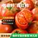 黃金籽番茄帶籽生吃西紅柿4.8-5斤自然成熟老品種水果番茄新鮮蔬菜 3斤裝 1500g