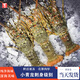 墨妍御鮮小青龍印度進(jìn)口鮮活冷凍大龍蝦刺身級別似澳龍波士頓龍蝦海鮮 進(jìn)口小青龍4只 400-500g/只