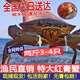 東山島鮮活紅膏青蟹福建野生特紅鱘全母大猷蠓黃油螃蟹海鮮禮盒裝 紅膏蟹共兩斤【3-4只】
