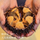 大連大馬糞膽鮮活即食刺身海膽小平島現捕現發(fā)鮮活馬糞膽海鮮 鮮活大連馬糞膽1斤（6-7頭）