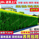 北海道黃楊冬青樹(shù)苗圍墻籬笆墻圍欄植物綠籬直立冬青樹(shù)苗四季常青 北海道冬青0.8-1米（10顆）