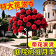 臨雅棒棒糖樹(shù)樁月季花樹(shù)苗老樁嫁接四季開(kāi)特大花樹(shù)狀多頭玫瑰花卉盆栽 帶花樹(shù)狀月季【紅扇】