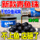 夢(mèng)達(dá)青魚(yú)珠珠軟餌料釣巨物顆粒野釣黑坑專用釣魚(yú)緩沉浮水釣大青魚(yú)克星 18mm藍(lán)莓味20顆 送小藥 一瓶裝20顆【專誘大魚(yú)日釣千斤】