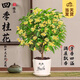 開時果 四季桂花盆栽樹苗濃香型 新中式盆景辦公室內(nèi)綠植物源頭直發(fā)包郵 精品四季桂+錢途無量盆 【整高約40-50cm左右】