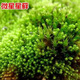 秋穎苔蘚青苔植物種子吸水上水石盆栽假山盆鋪面微景觀(guān)孢子粉四季鮮活 微星星孢子粉 精品包裝：42.3克【易成活】
