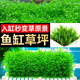 FKSC水草爬地矮珍珠草莫斯水草趴地矮珍珠高珍珠水草魚缸造景凈化水質(zhì) 【新手濃密草坪】爬地矮珍3片（約8*8cm）