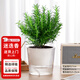 花翁盆栽可食用百里香香草植物香料 大盆迷迭香（光汐盆）源頭直發(fā)