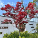 沁茗毓日本紅楓樹苗楓樹紅舞姬盆栽中國(guó)三季紅盆景風(fēng)景樹庭院植物 中國(guó)三季紅楓（粗2公分） 帶原土球發(fā)貨