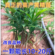 黃精種植苗黃精種子新鮮雞頭黃精苗老虎姜種苗滋補藥材黃金苗種芽 黃精帶葉桿一年種苗10棵