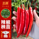 北蔬 辣椒苗帶土發(fā)貨秧苗壽光蔬菜苗活苗 美人椒苗6棵源頭直發(fā)包郵