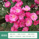 行湘爬藤月季花卉綠植盆栽陽臺花園地栽 安吉拉20cm左右2棵 源頭直發(fā) 