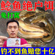 鯰魚(yú)瘋釣魚(yú)小藥餌料鯰魚(yú)瘋野釣胡子鯰大口鯰塘鲺飼料打窩料誘食劑 1瓶【專(zhuān)攻大鯰魚(yú)】