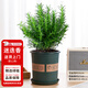 花翁盆栽可食用百里香香草植物香料 大盆迷迭香（加侖盆）源頭直發(fā)