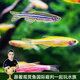 云峰海瑞 水族箱小型熱帶魚(yú)觀(guān)賞魚(yú)活體紅綠燈魚(yú)淡水水族電光魚(yú)美人天使魚(yú) 斑馬魚(yú)隨機30條 （隨機1.5-3cm）