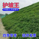 藝辛草坪種子草籽矮生四季青免修剪耐寒地毯草庭院草皮草種子護(hù)坡固土 護(hù)坡草籽1斤【護(hù)坡固土】