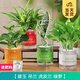開(kāi)時(shí)果 綠植盆栽辦公室彩色懶人盆 水培水養綠植物盆景源頭直發(fā)包郵 碧玉+吊蘭+虎皮蘭+綠蘿 含盆