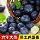 大禹藍莓盆栽苗樹(shù)苗適合南北方種地栽苗大顆果樹(shù)苗f6藍莓苗 黑珍珠藍莓樹(shù)苗（6年苗）1棵