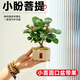 臨雅小盼菩提樹(shù)盆栽帶果老樁盆景辦公室綠植客廳桌面植物室內禪意擺件 小盼菩提+小喜圓口盆 帶果