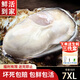 龍味?！净铛r】生蠔 乳山牡蠣 新鮮海蠣子生鮮貝類 【稀有超大號(hào)】7XL帶箱10斤生蠔