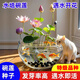 小潔巴適碗蓮種七彩五顏六色水培花卉水養(yǎng)四季蓮花荷花種蓮藕綠植水培蓮子 遇水即活【開口碗蓮100粒送營養(yǎng)液】99%發(fā)芽率 裸根不帶土