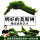 云峰海瑞 魚缸水草前景莫絲莫斯水草水族箱造景套餐水草活體草缸造景裝飾 中號沉木莫斯水草