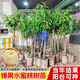 【帶葉杯苗】水蜜桃樹苗正宗嫁接鷹嘴桃紅寶石黃金桃子果樹苗盆栽 鷹嘴桃+原土杯苗+自花授粉+發(fā)貨1