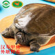 芮寶農(nóng)場(chǎng)【活鮮】漢壽甲魚(yú)凈重1.2-1.4斤/只鱉團(tuán)魚(yú)生鮮放生源頭直發(fā)包郵