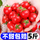 黃六爺正宗即食廣西千禧小番茄圣女果小西紅柿爆汁新鮮應季水果生吃包郵 3斤 【精選裝】一口爆汁