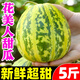 山東花美人甜瓜5斤八里香應(yīng)季時令水果新鮮現(xiàn)摘脆甜蜜瓜花蕾甜瓜 【3斤小果】約5~7個，新鮮超甜