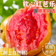 初燦廣西番石榴紅心芭樂 香甜胭脂紅肉紅色當(dāng)季孕婦水果 健康輕食 A級(jí)果5斤 【凈重4.5斤】