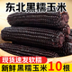 卉雙  新鮮東北黑糯玉米根黏糯香甜黑玉米棒子真空包裝苞米棒鮮嫩整箱 黑糯玉米 5只裝（單個(gè)200g以上）