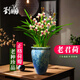 劉閣蘭花蘭花苗建蘭四季蘭老君荷濃香室內(nèi)花卉盆栽 4苗帶花苞裸根源頭直發(fā)