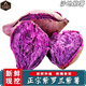 金嬸園沙地新鮮紫薯 現(xiàn)挖糖心地瓜紫芋頭番薯紅薯農(nóng)家自種板栗香薯蔬菜 9斤 大薯【單果350-500g】