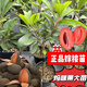 新品種嫁接馬加納媽咪果樹(shù)苗南方種植盆栽陽(yáng)臺庭院地栽媽咪果苗 2年苗馬加納媽咪果帶土帶綠葉 60cm(含)-69cm(含)