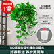 綠蘿吊蘭水培盆栽室內除甲醛長(cháng)藤綠籮垂吊植物新房去甲醇凈化空氣 精品長(cháng)藤白盆1盆（藤長(cháng)30~40cm）送儲水盆